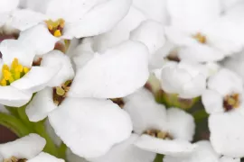 Arabis caucasica ‘Snowcap’