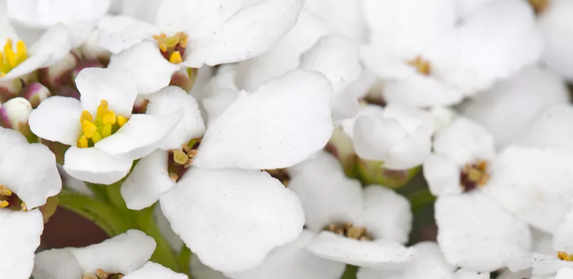 Arabis caucasica ‘Snowcap’