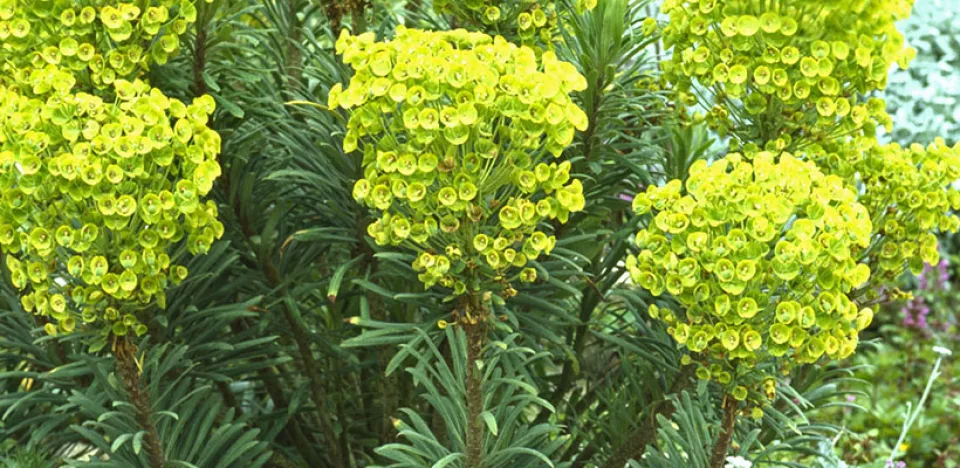 Afbeelding Euphorbia characias ssp. wulfenii
