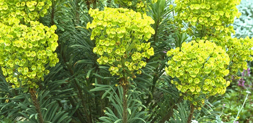 Euphorbia characias ssp. wulfenii