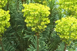 Euphorbia characias ssp. wulfenii