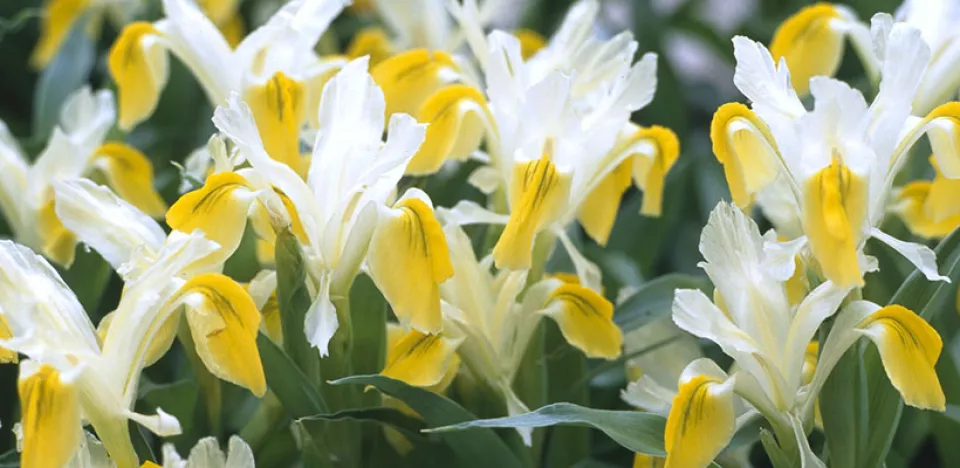 Afbeelding Iris bucharica