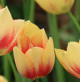 Tulipa marjolettii