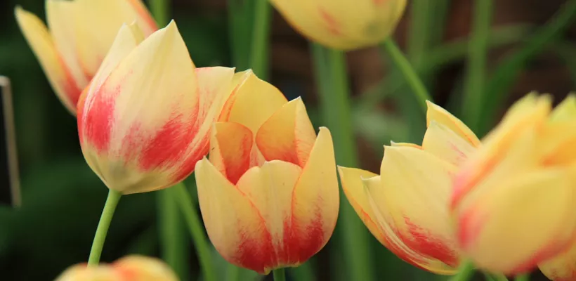 Tulipa marjolettii