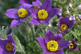 Pulsatilla vulgaris