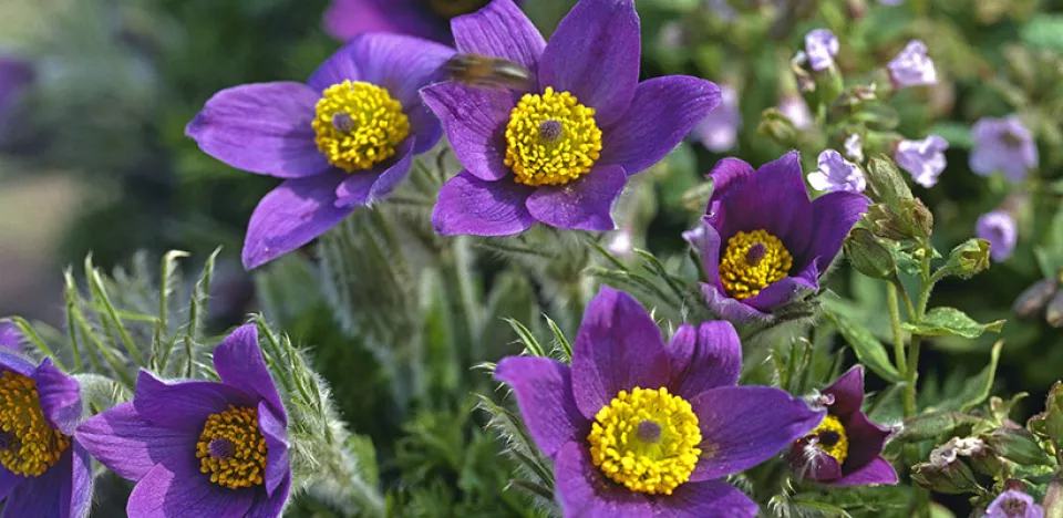Afbeelding Pulsatilla vulgaris