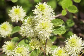 Fothergilla major