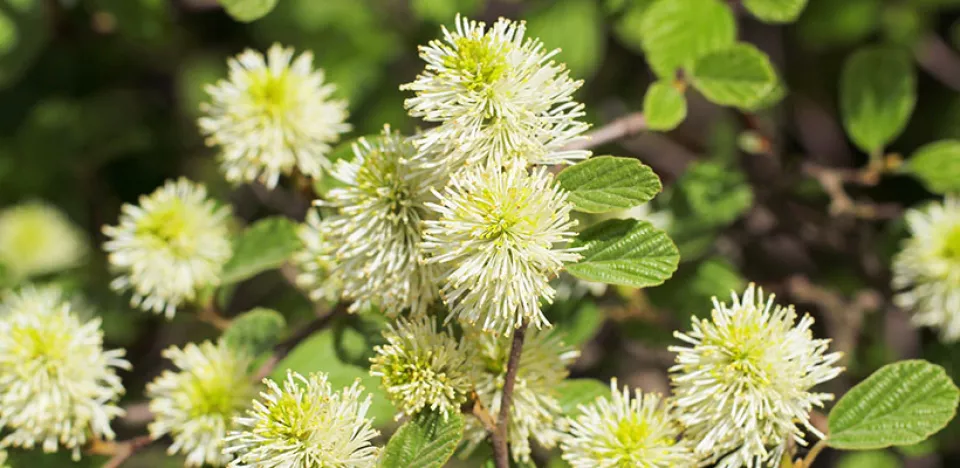 Afbeelding Fothergilla major