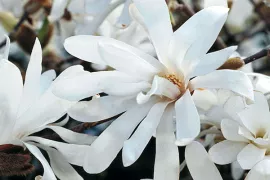 Magnolia stellata