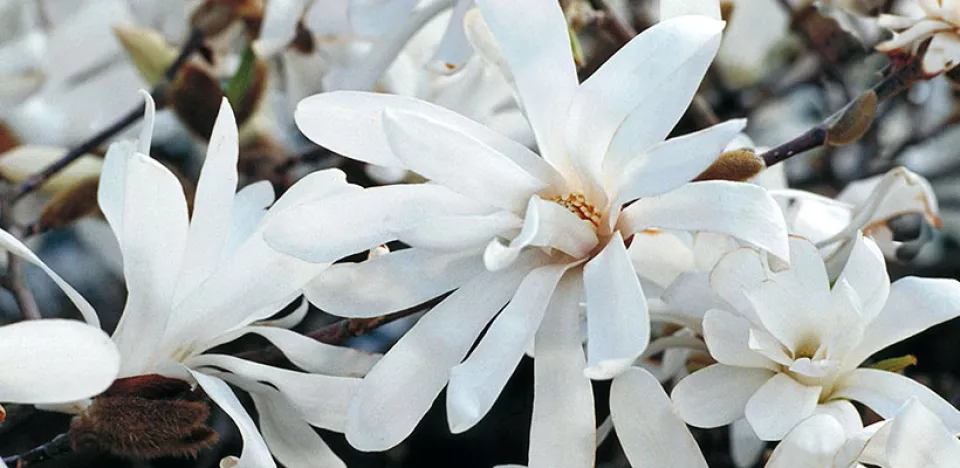 Afbeelding Magnolia stellata