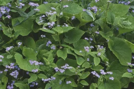 Brunnera macrophylla