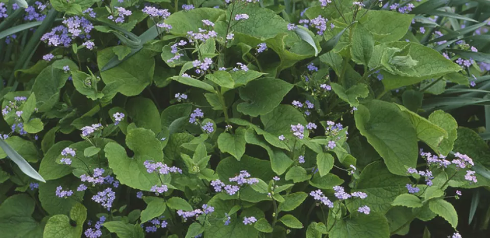 Afbeelding Brunnera macrophylla