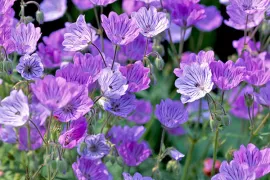 Geranium tuberosum