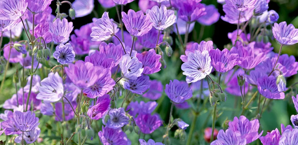 Afbeelding Geranium tuberosum
