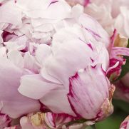 Paeonia ‘Sarah Bernhardt’ (Lactiflora-groep)