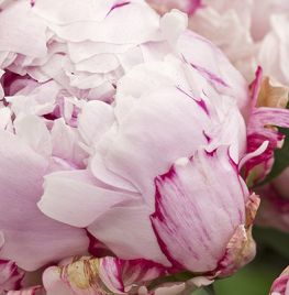 Paeonia ‘Sarah Bernhardt’ (Lactiflora-groep)