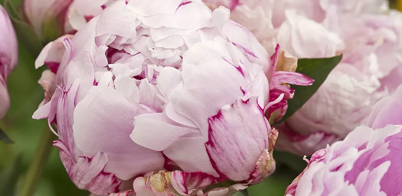Paeonia ‘Sarah Bernhardt’ (Lactiflora-groep)