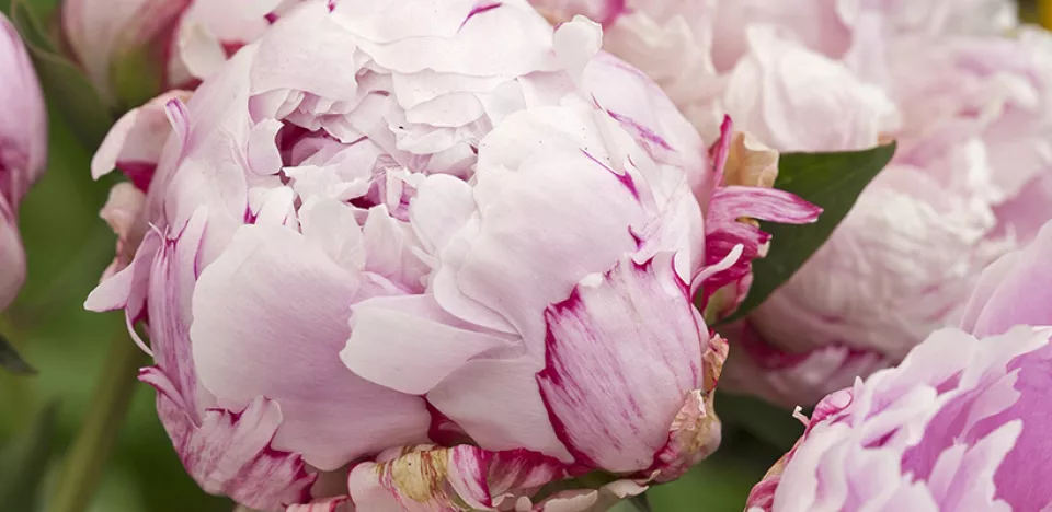 Afbeelding Paeonia ‘Sarah Bernhardt’ (Lactiflora-groep)