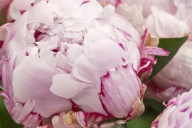 Paeonia ‘Sarah Bernhardt’ (Lactiflora-groep)