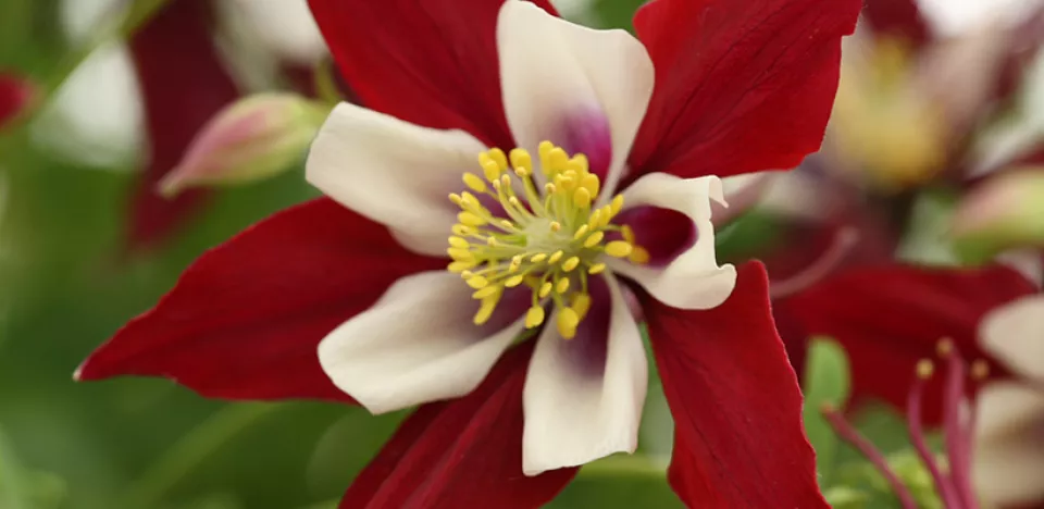 Afbeelding Aquilegia ‘Crimson Star’