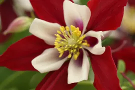 Aquilegia ‘Crimson Star’