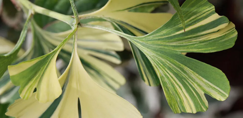 Afbeelding Ginkgo biloba