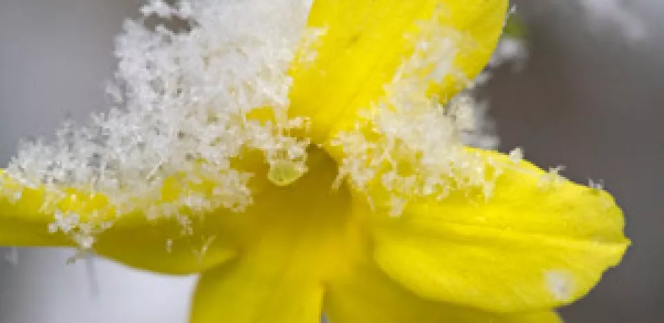 Afbeelding Jasminum nudiflorum
