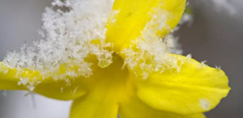 Jasminum nudiflorum