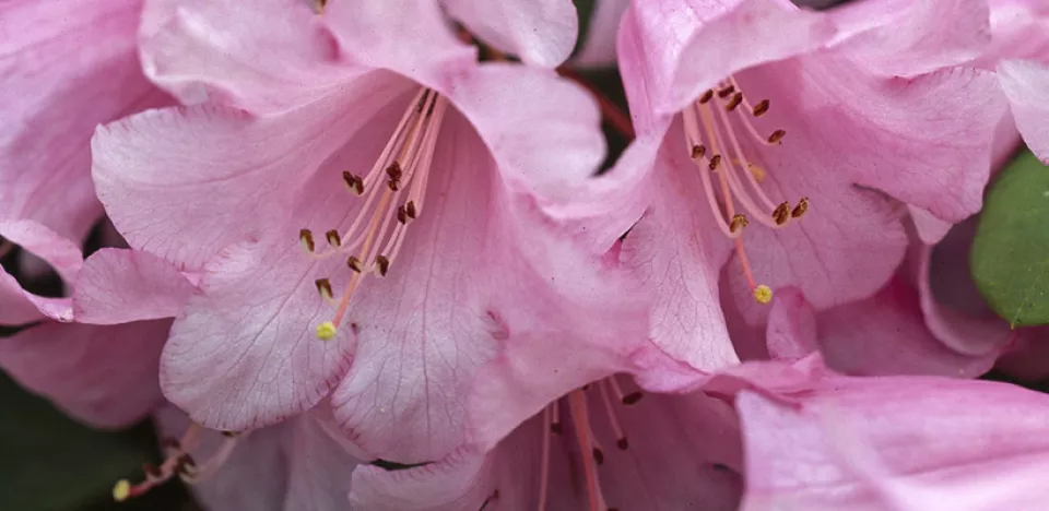 Afbeelding Rhododendron (Williamsianum-groep) ‘Temple Belle’