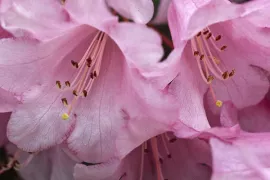 Rhododendron (Williamsianum-groep) ‘Temple Belle’