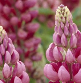 Lupinus ‘Gallery Red’
