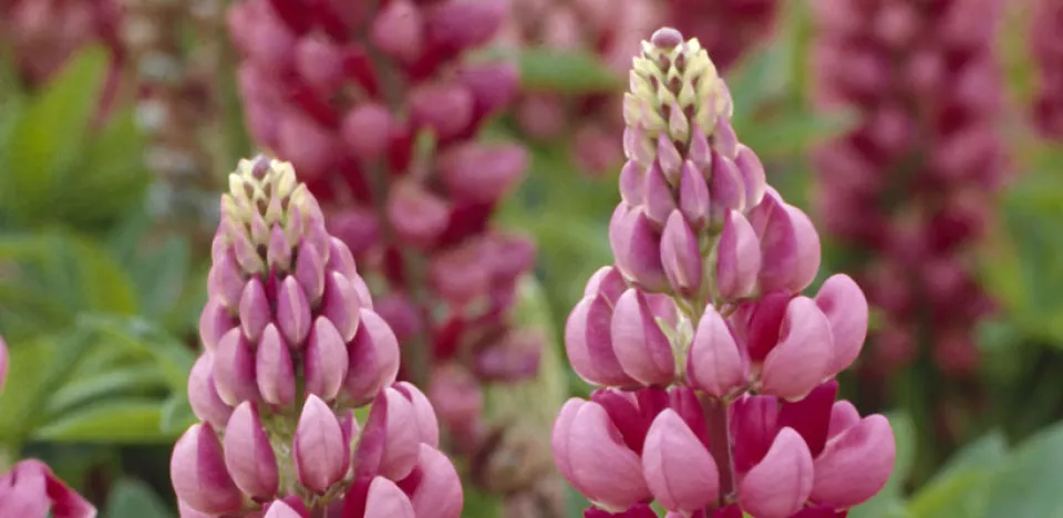 Afbeelding Lupinus ‘Gallery Red’