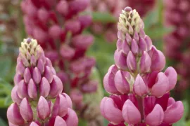 Lupinus ‘Gallery Red’