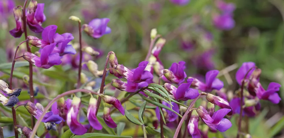 Afbeelding Lathyrus vernus