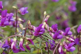 Lathyrus vernus