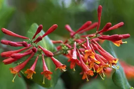 Lonicera x brownii ‘Dropmore Scarlet’