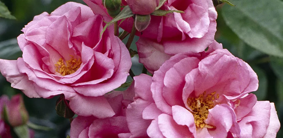 Afbeelding Rosa ‘Bantry Bay’