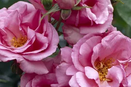 Rosa ‘Bantry Bay’