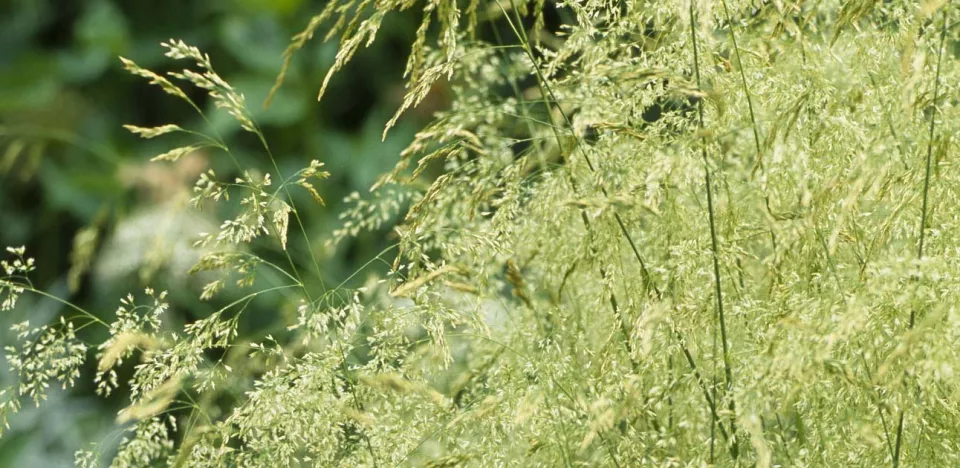 Afbeelding Deschampsia cespitosa ‘Goldtau’
