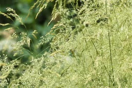 Deschampsia cespitosa ‘Goldtau’