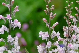 Linaria purpurea ‘Canon J. Went’