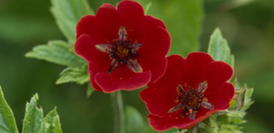 Afbeelding Potentilla ‘Gibson’s Scarlet’