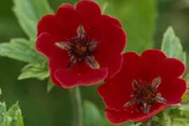 Potentilla ‘Gibson’s Scarlet’