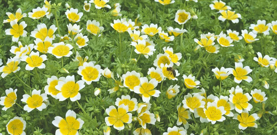 Afbeelding Limnanthes douglasii