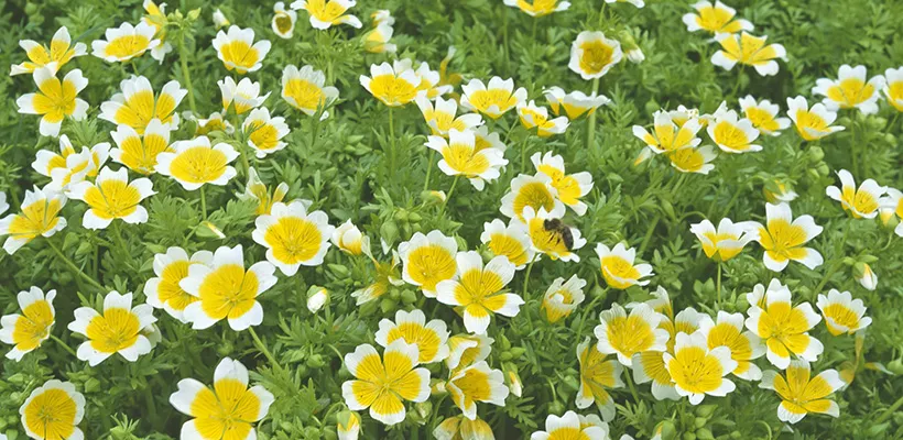 Limnanthes douglasii
