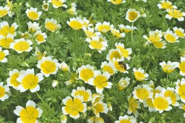 Limnanthes douglasii