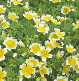 Limnanthes douglasii