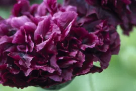 Papaver somniferum ‘Black Paeony’