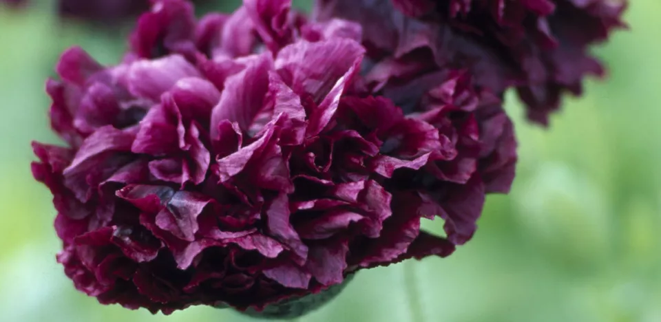 Afbeelding Papaver somniferum ‘Black Paeony’