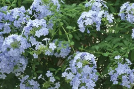 Plumbago auriculata
